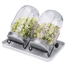 Demoyaya sprouting jar