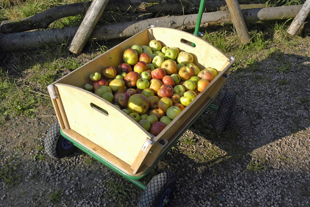 wagon with apples