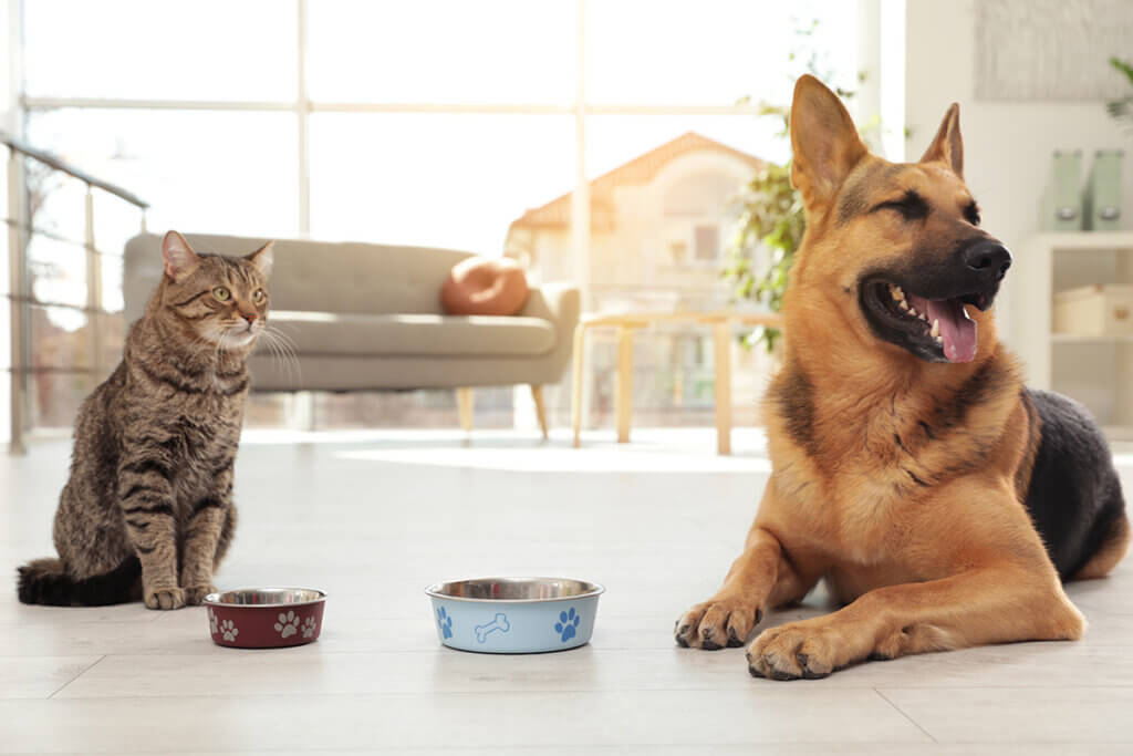 cat and dog in front of feeding bowls