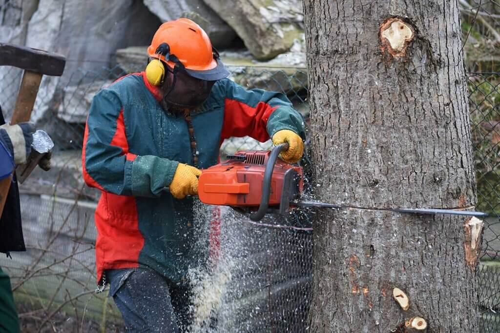 chainsaw work on the tree