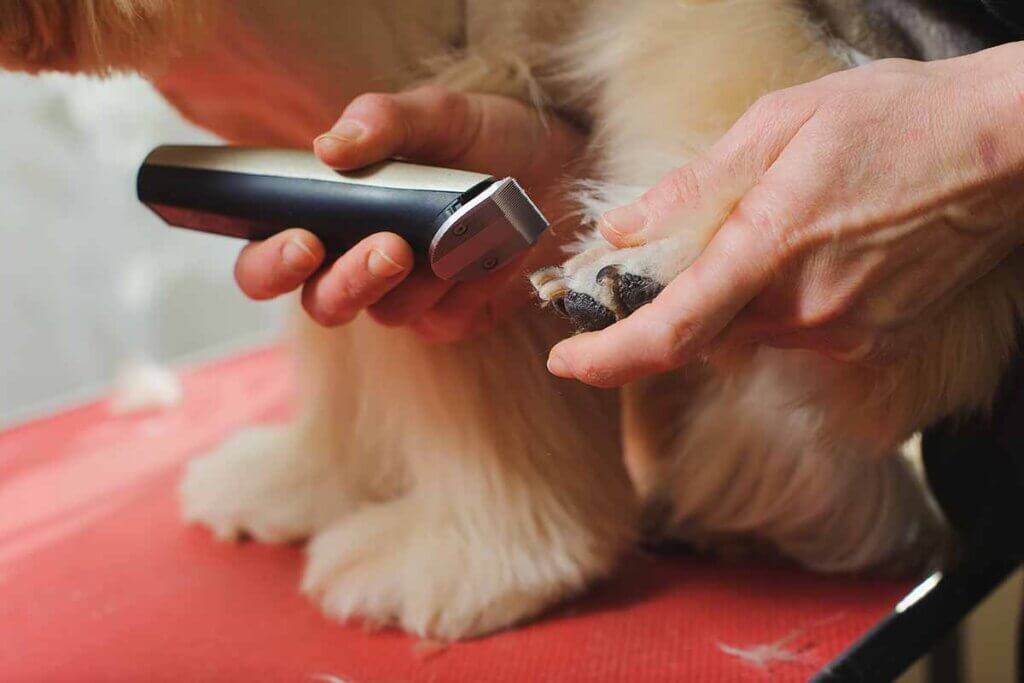 dog clipper dog paw gets sheared