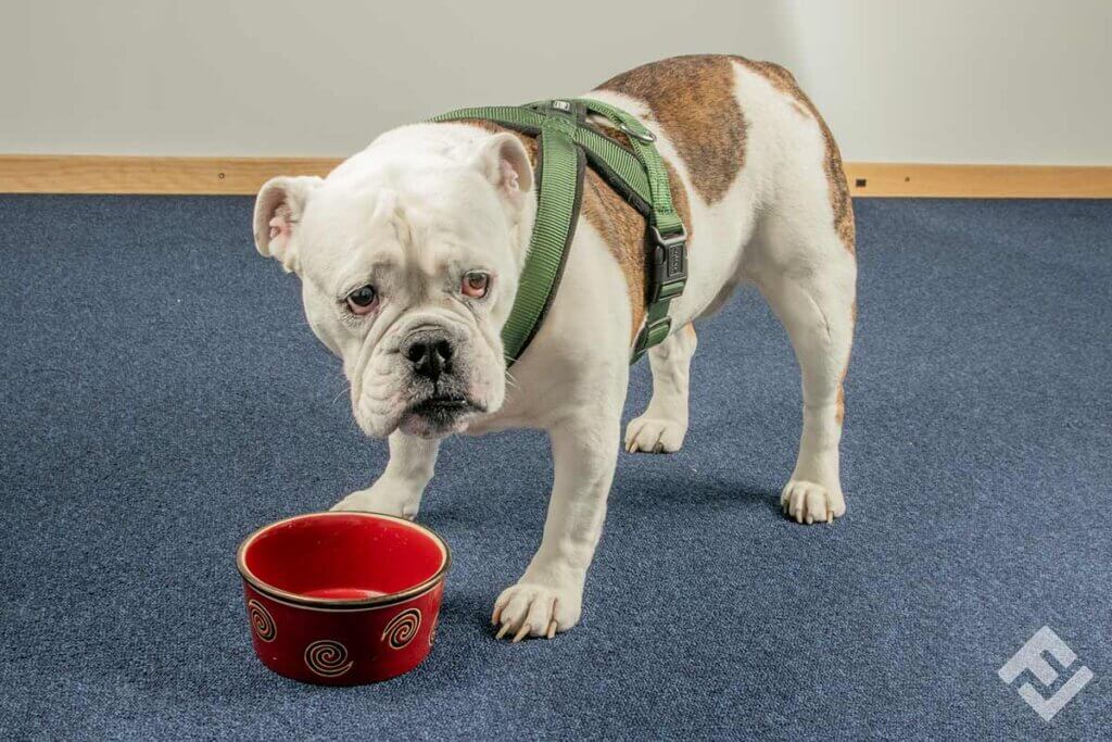 dog with empty bowl