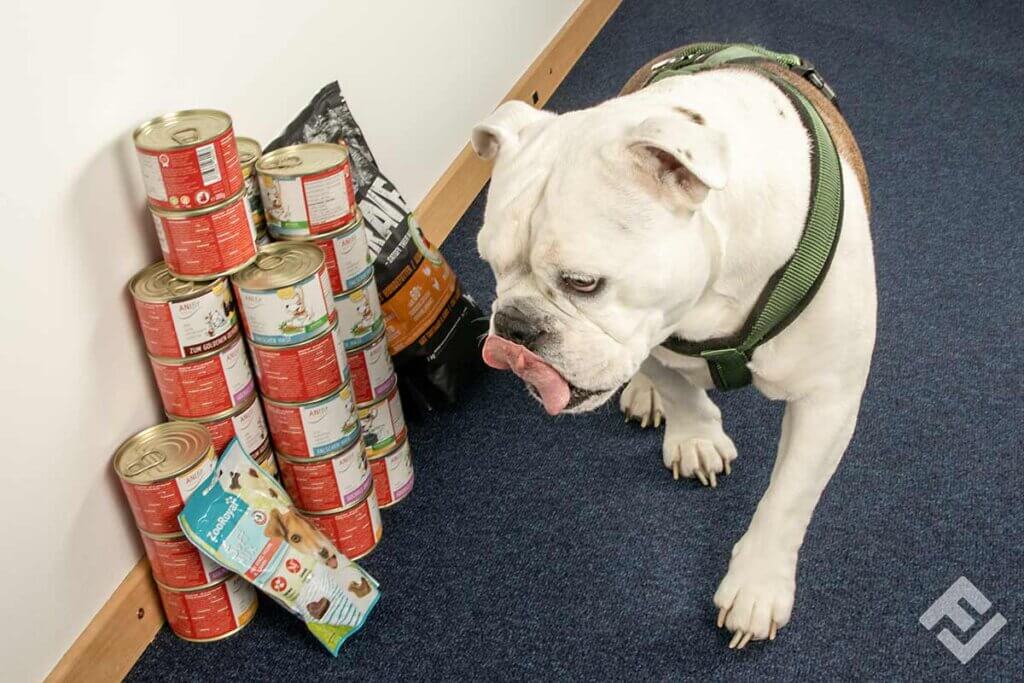dog looks at packaged food
