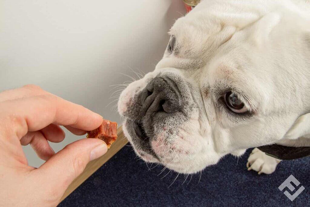 person feeding dog