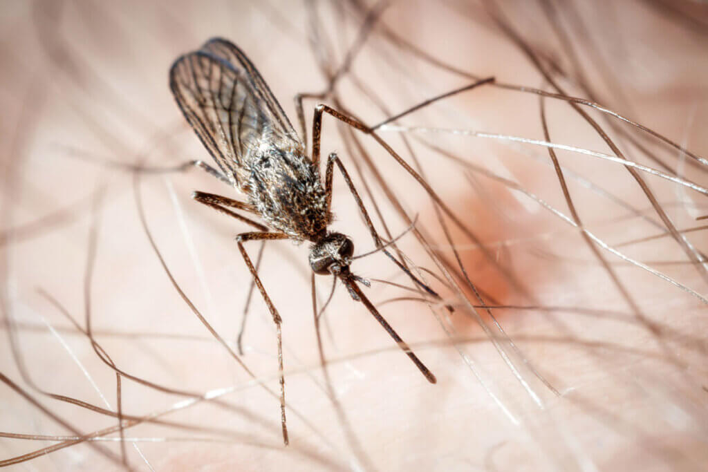 Mosquito before biting