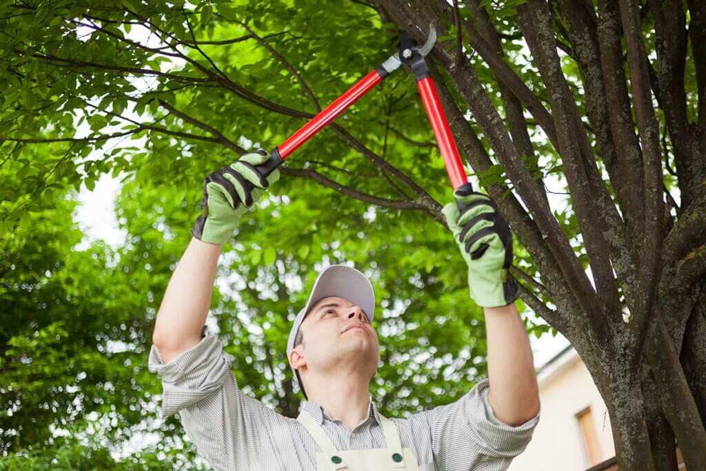 gardener pruning a tree