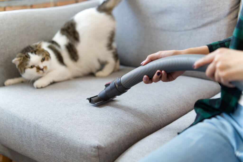 Cat frightened by hoover on sofa