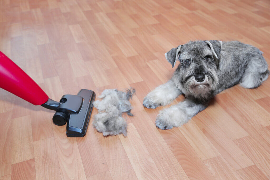 Dog on parcel and hair being vacuumed