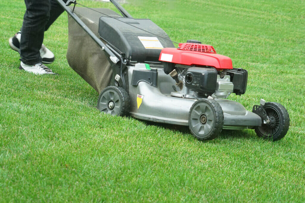 Petrol lawnmower mowing