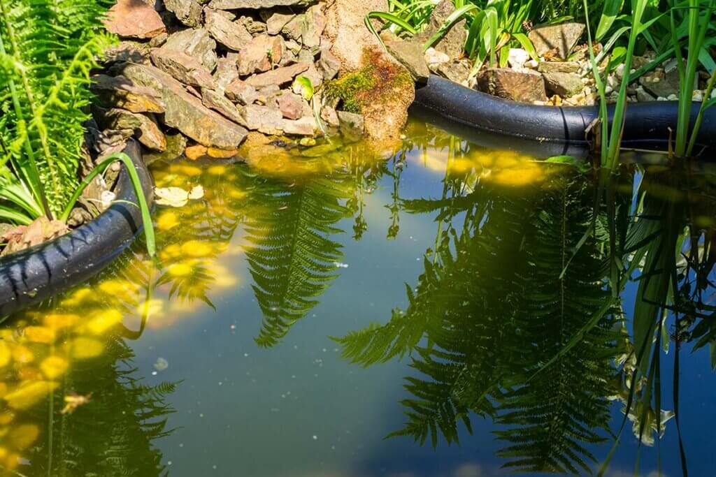 Garden pond polluted by algae