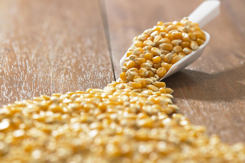 Maize grains lie on table and in a small shovel