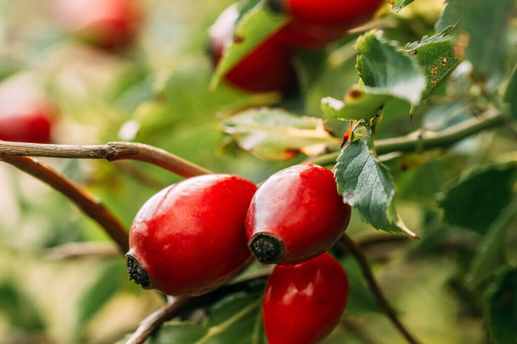 rose hip on shrub