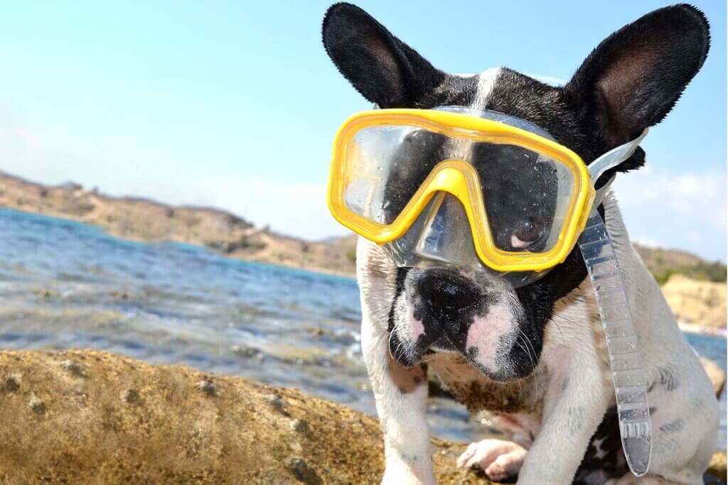 Dog with swimming goggles