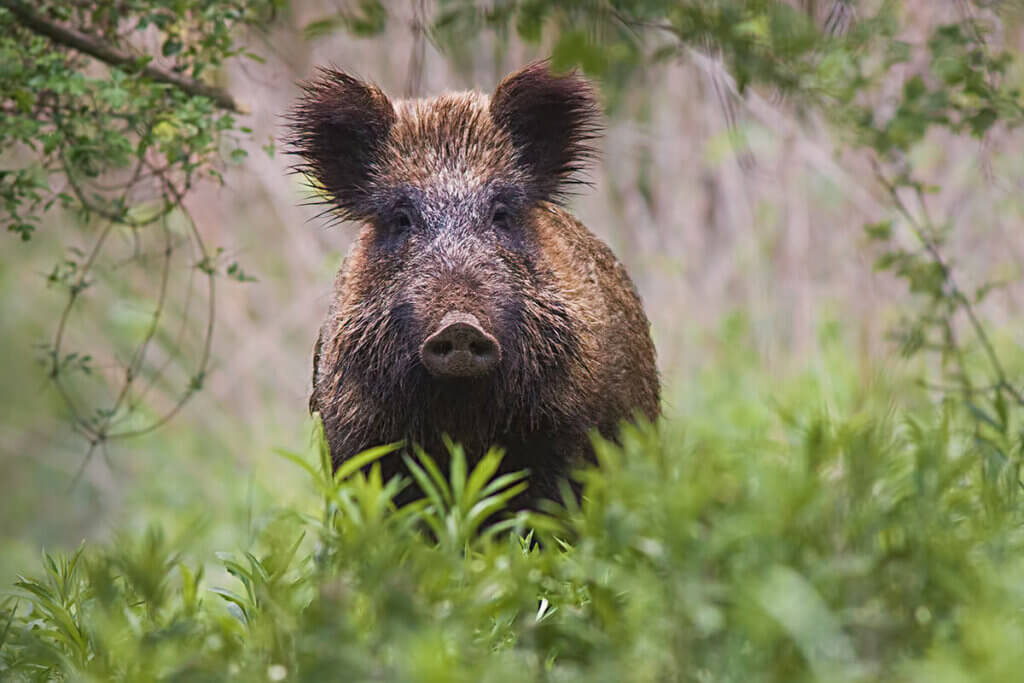 wild hog looks at camera